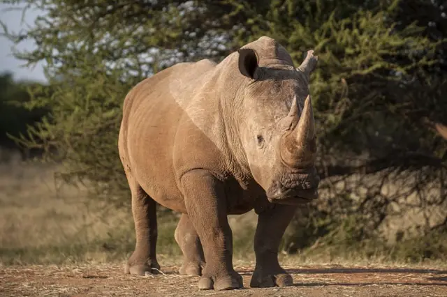 A rhinoceros bull stands in a farm near Vaalwater in the Limpopo Province on March 17, 2015. Official statistics for 2014 show that a record number of 1215 rhinoceros were poached in South Africa