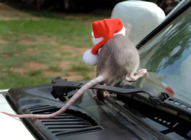 rat in a Santa hat