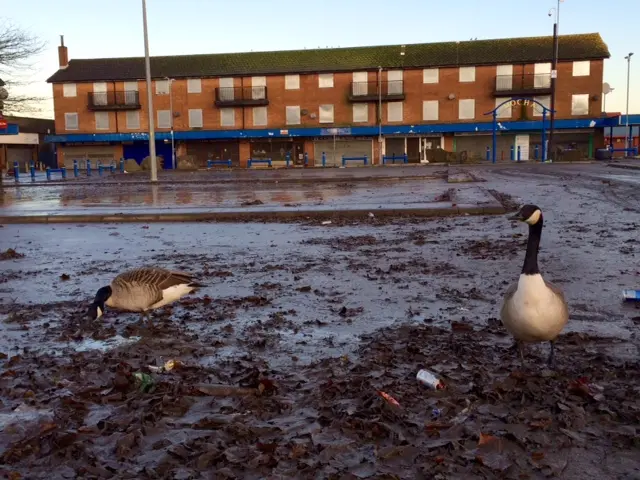 Canada Geese in Salford