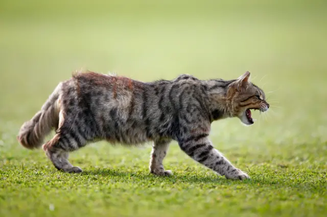 Cat on the field