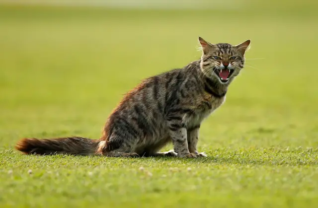 A cat sits on the field of play during day two