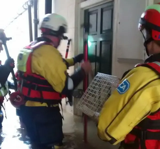 RSPCA Officers in water