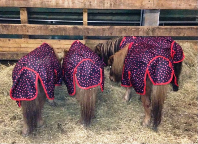 Shetland ponies in rugs