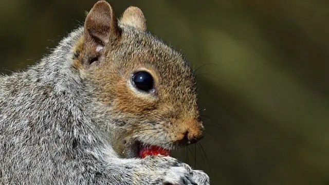 Squirrel at Knypersley Pool