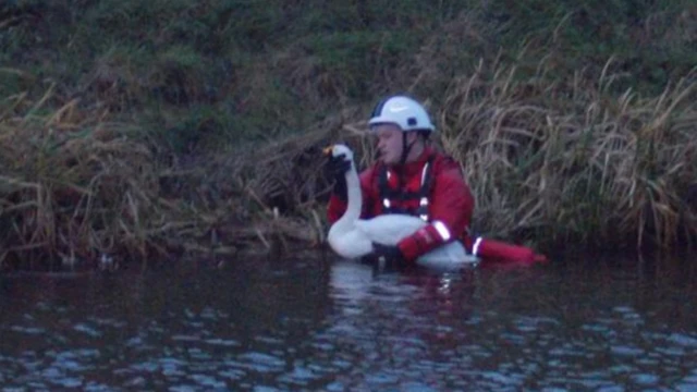 Swan rescue