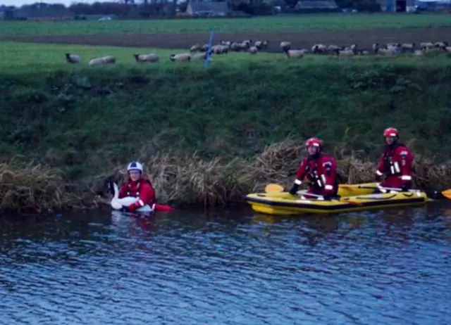 Swan rescue