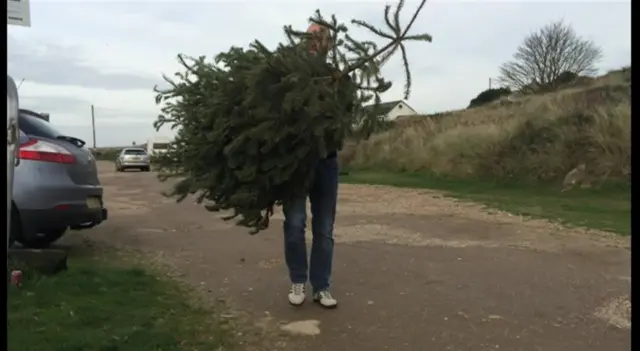 Christmas tree being carried on coastal path