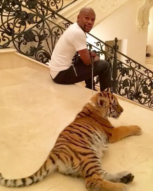 Tiger