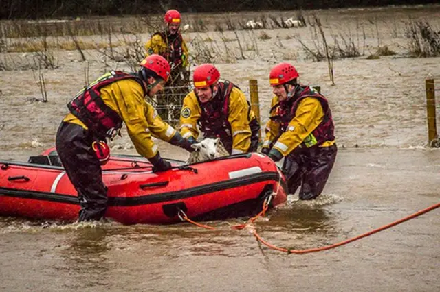 Members of the fire service rescue sheep from the River Petteril at Calthwaite, Cumbria,