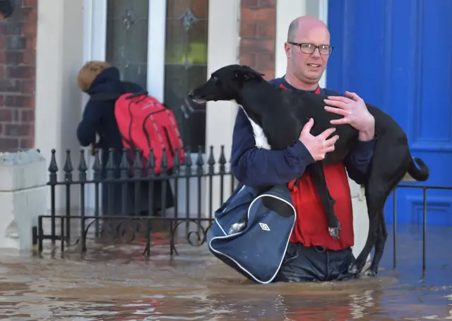 Dog being carried in flood water