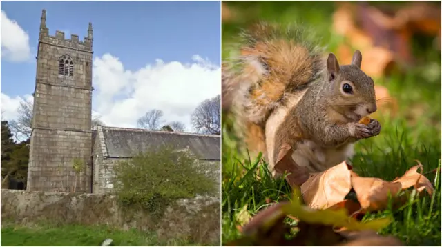 St Erth Parish Church and grey squirrel