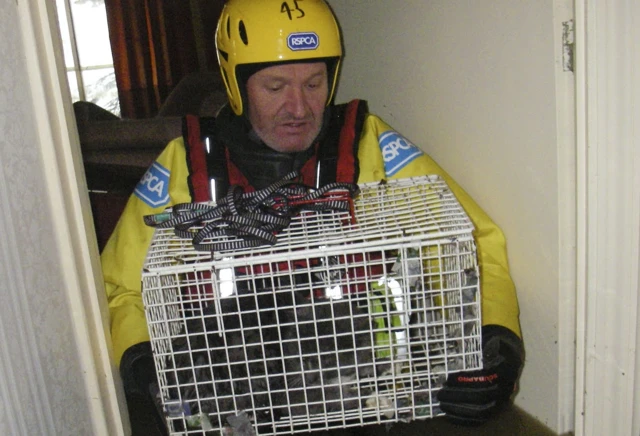 RSPCA man rescuing cat in cage