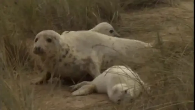 Seal pups