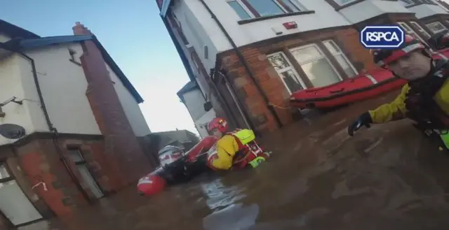 RSPCA rescuing people