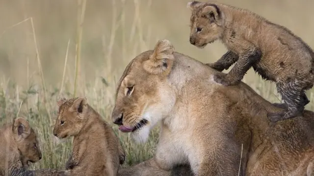 The lions were featured on BBC wildlife programme "Big Cat Diary" in 2007