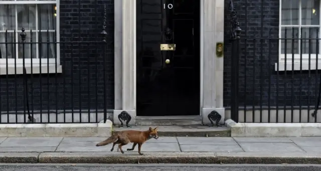 Fox in Downing Street