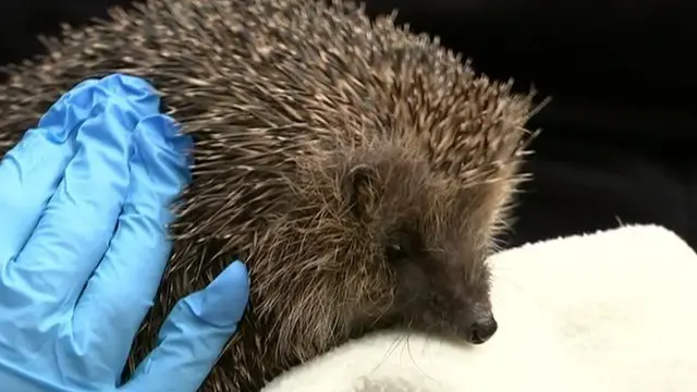 A hedgehog that met Nick Clegg