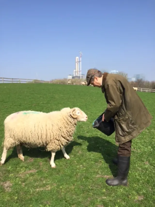 Nick Watt and sheep