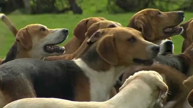 Dogs on Warwickshire farm