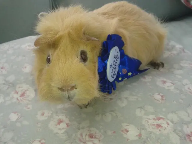 Guinea pig