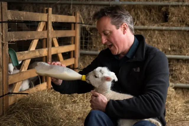 David Cameron feeding a lamb