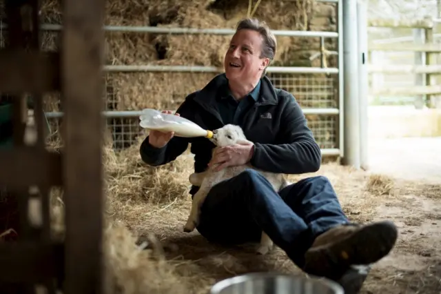 David Cameron feeding a lamb