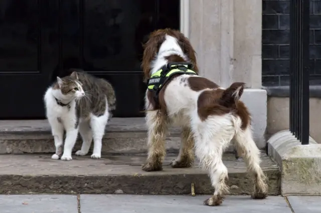 Larry Downing Street cat