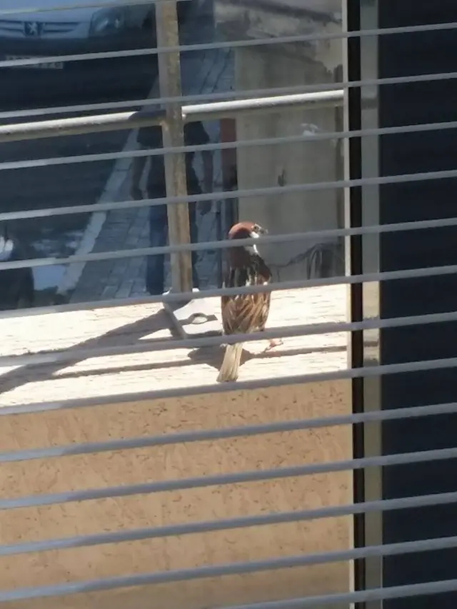 A bird outside a window