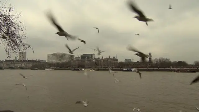 Gulls