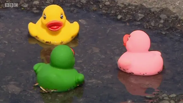 Ducks in potholes