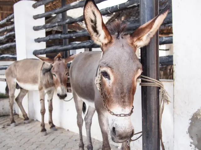 A donkey in Lamu, Kenya