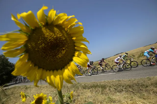 Riders cycle past a sunflower