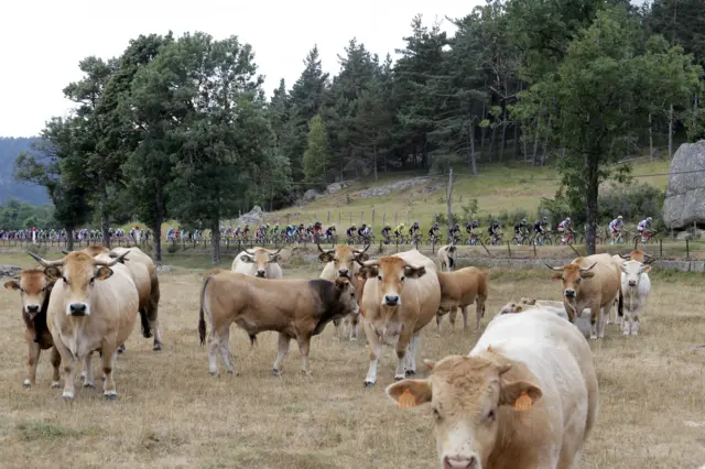 The peloton pass a field of cows on stage 15