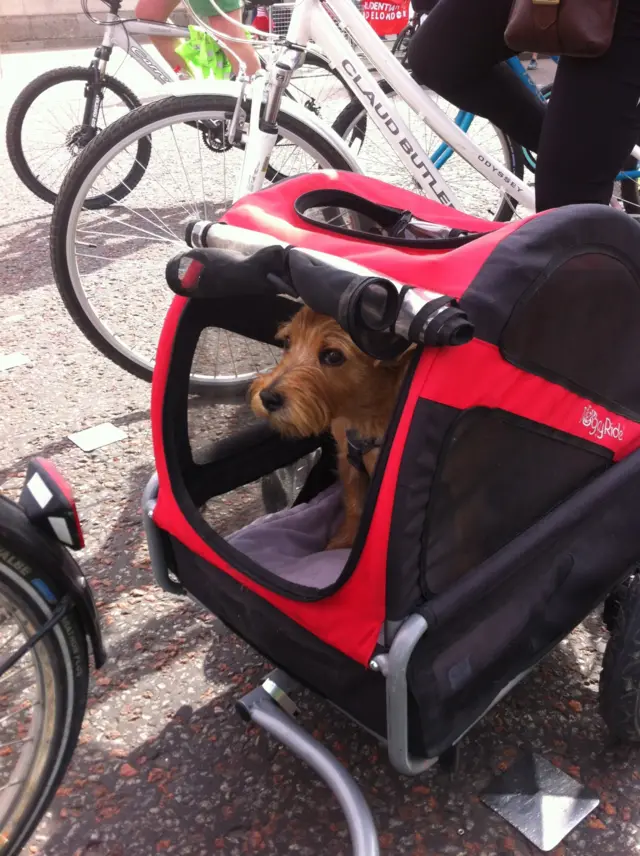 Small dog in a dog carrier in wheels, small golden terrier type