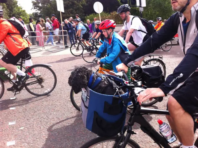 Lots of people on bikes cycling, small black poodle like dog in blue box on front of the bike