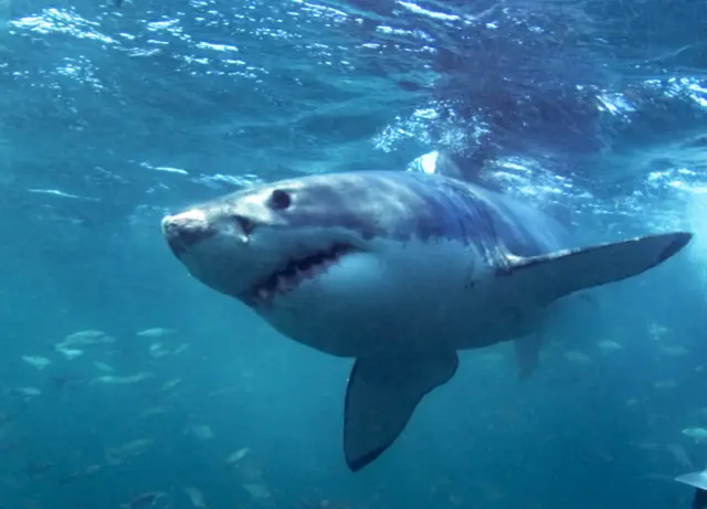 Great White Shark