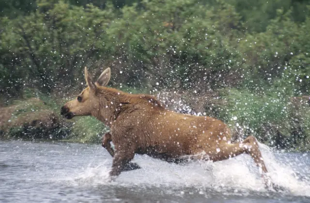 Moose calf