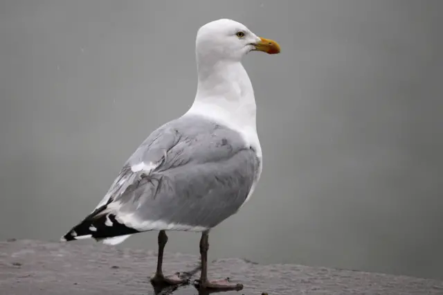 seagull