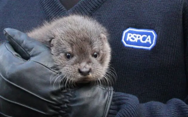 RSPCA officer holding an otter