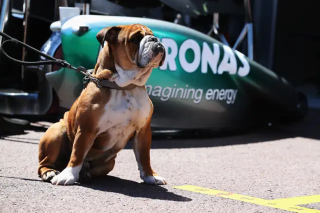 Lewis Hamilton dog