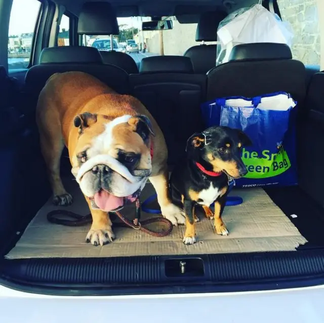 Jamie Heaslip's dogs