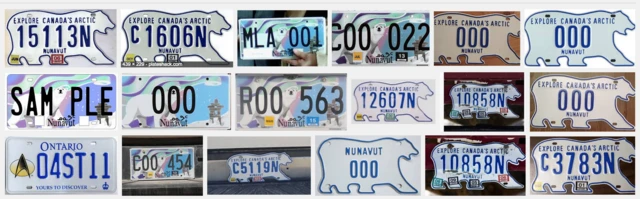 Polar bear license plates