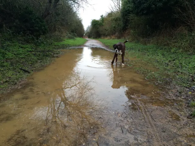 Dog walks in puddle along pathway in a park