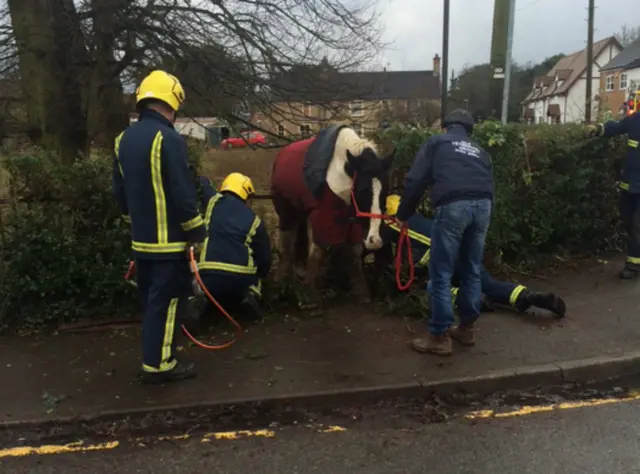 Rescue of horse