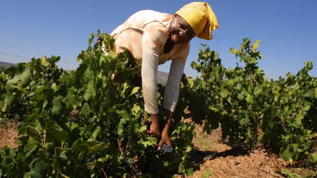 Vineyard worker