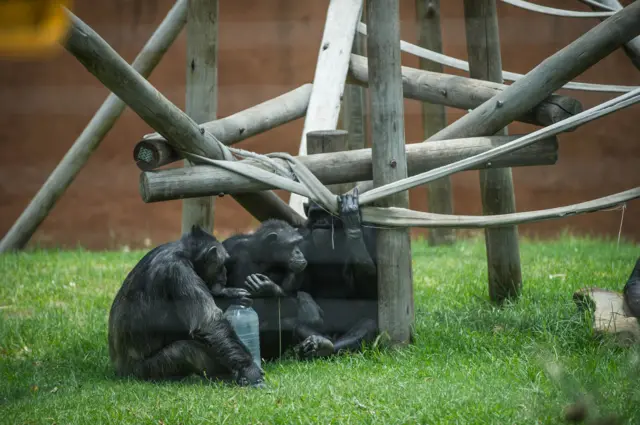 A chimpanzee sits in his enclosure holding a bottle as animals from the Johannesburg Zoo receive ice lollies made of frozen fruits and meats due to the hot weather facing south Africa on January 13, 2015