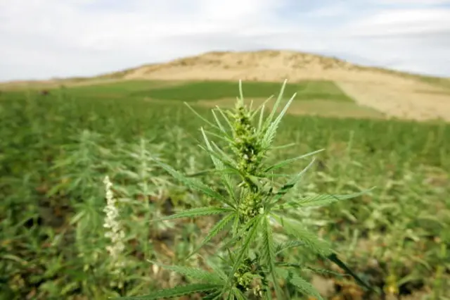 View of cannabis plantations in the northern Moroccan Larache region, 16 June 2006.