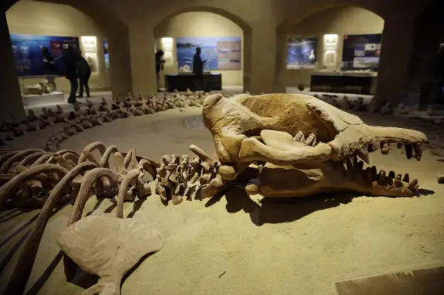 largest intact fossil of the Basulosauruswhich, or "walking whale", which has gone on display in Egpyt's Wadi Al-Hitan valley.