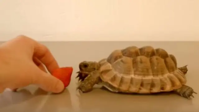 Tortoise eating a strawberry