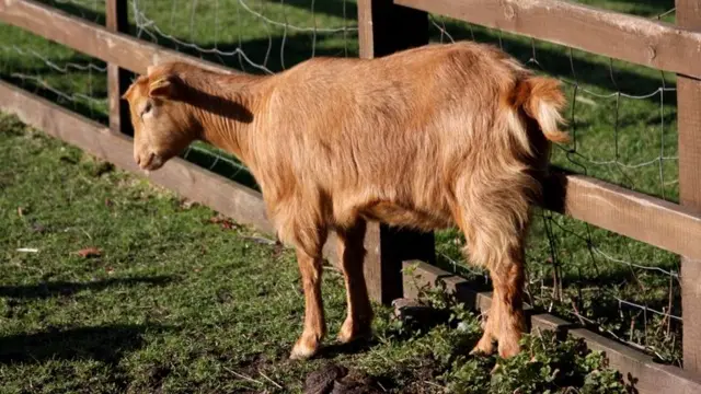 Goat in Hackney City Farm